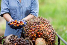 PKS Kembali Buka, Segini Harga TBS Sawit di Bengkulu Selatan Pasca Lebaran