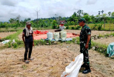 Sukseskan Hanpangan, Babinsa Lakukan Pendampingan Petani