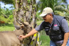 Cegah Penyakit Sapi Ngorok, Tutup Pintu Masuk Perbatasan Jadi Solusi?