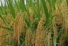 3 Jenis Padi UnggulCocok Ditanam Pada Musim Tanam Ke Dua Tahun 2025