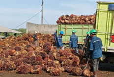 Harga TBS Bergerak Turun, Petani Dilarang Panen Buah Mentah