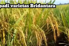 Perbandingan varietas padi Bridantara dan Supadi, Manakah Yang Lebih Unggul?