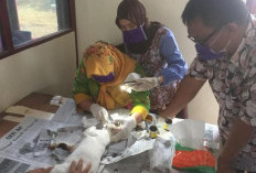 Jangan Sampai Hewan Peliharaan Terjangkit Rabies, Distan Bengkulu Selatan Berikan Vaksin Gratis