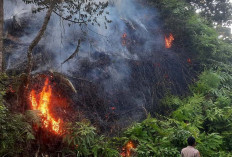 Dua Hektar Lahan di Seluma Terbakar