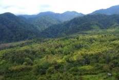Puluhan Ribu Hektar Hutan Di Bengkulu Simpan Biji Emas, Perkiraan Cadangan Puluhan Ton, Ini Loaksinya