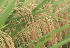 Cara Bertani Padi Sawah Agar Untung Besar