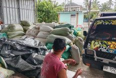 Harga Jagung Pipil di Bengkulu Selatan Perlahan Turun