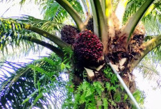9 Komoditas Indonesia yang Paling Dicari di Pasar Dunia