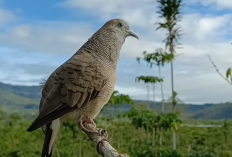 Burung Perkutut Berkuku Putih, Pembawa Rezeki Berlimpah, Keluarga Rukun Dan Bahagia