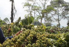 5 Klon Kopi Paling Terkenal Di Lampung, Hasil Melimpah dan Kualitasnya Bagus