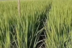 Belum banyak Yang Tahu, Ini Nutrisi Alami Penyubur Padi Saat Pertumbuhan Vegetatif