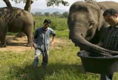 Sejarah Black Ivory, Kopi Termahal Didunia, Berasal Dari Kotoran Gajah Disulap Menjadi Minuman Nikmat