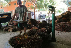 Kurs Dollar Melemah, Harga TBS di Bengkulu Selatan Kembali Naik 