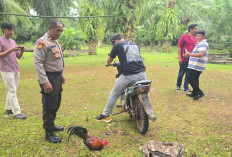 Sabung Ayam di Desa Pelajaran II Digerebek, Lapak Dibakar