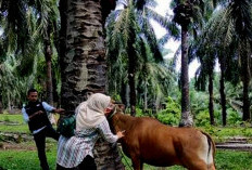 Cegah Penyakit Ngorok, 936 Ekor Ternak Berhasil Divaksinasi