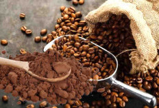 Harga Kopi Biji dan Bubuk di Bengkulu Mengalami Penurunan