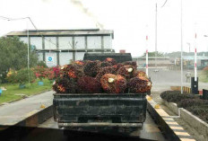 Harga Sawit Semakin Tinggi, Namun Berondolan Dibatasi