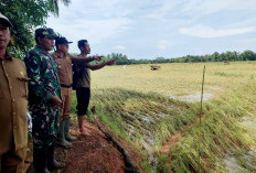 20 Hektar Tanaman Padi  Petani di Seluma Rusak Diterjang Banjir