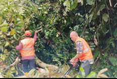 Dianggap Membahayakan, BPBD Bengkulu Selatan Tebang Pohon Pelindung Tua