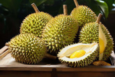 Mengenal Kandungan Nutrisi Durian, Buah Lezat dengan Segudang Manfaat