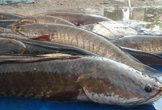 Rasanya Enak Dan Lezat, Bisa Membantu Pemulihan Kesehatan, 3 Jenis Ikan Ini Malah Dianggap Hama