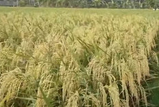 5 Padi Unggul Hasil Melimpah, Solusi Petani Agar Tidak Merugi, Ini Daftarnya
