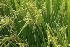5 Varietas Padi Unggul Penghasil Nasi Pulen, Enak, dan Wangi