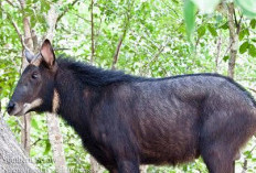 Mitos Tentang Kambing Hutan Sumatera, Bisa Mendeteksi Racun dan Memanjat Batu Cadas, Populasi Terancam Punah