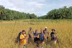 Padi Ciherang Tumbuh Subur Di Bengkulu Selatan, Hasil Panen Perhektar 6 Ton Lebih