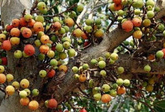 Manfaat Buah dan getah Kayu Ara Bagi Kesehatan Manusia, Bisa Sembuhkan Penyakit Maag dan Cegah Kanker