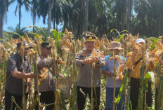 Kapolres Bengkulu Selatan Panen Raya Jagung Kuartal ke II, Wujud Nyata Dukung Ketahanan Pangan
