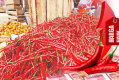 Harga Cabai Naik, Tembus Rp80 Ribu Perkilogram, Cuaca Buruk Disebut Jadi Pemicu
