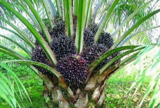 3 Jenis Sawit Paling Unggul di Indonesia, Buah Lebat dan Masa Produksi Panjang