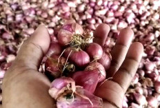 Bengkulu Selatan Diharapkan Jadi Sentra Produksi Bawang Merah