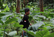 Selain Jadi Sumber Makanan, Ini Manfaat dan Kegunaan Talas Beneng