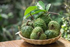 Sirsak Kaya Nutrisi, Tapi Perlu Waspada Jika Dikonsumsi Berlebihan
