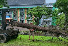 BREAKING NEWS! Dihantam Angin Kencang, Pohon Mahoni Dekat Kantor Bupati Bengkulu Selatan Tumbang