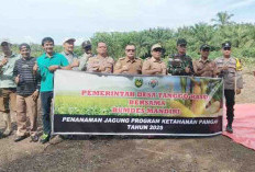 Dukung Ketahanan Pangan, Pemdes Tanggo Raso Bersama BUMDes Tanam Jagung