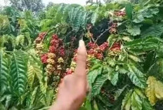 Bongkar rahasia Petani Kopi Robusta Senior, Ternyata Seperti Ini, Wajar Buah Selalu Lebat