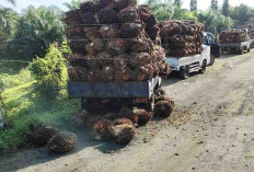 Harga TBS Babak Belur, Pengepul Ingatkan Petani Panen Buah Matang
