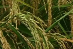 4 Fungisida Terbaik Untuk Mengatasi Serangan Blas Daun dan Patah Leher Pada Tanaman Padi
