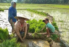 Sejarah Dan Mitos Tebat Niniak di Bengkulu Selatan, Dihuni Kawanan Buaya dan Burung Perkutut Sakti