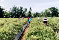 Harga Cabai Turun Jadi Rp 30 Ribu, Petani Seluma Menjerit