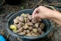 Bauh Paling Beracun Yang Disukai Banyak Orang, Enak Dijadikan Sayur, Seperti Ini Cara Pengolahannya