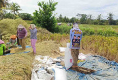Petani Keluhkan Hama, Pupuk Mahal dan Irigasi Rusak