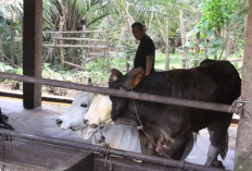 Dzaki Farm Inspirasi Peternakan Bengkulu Selatan, Berikut Jumlah Sapi Yang Dikelola