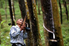 Petani Karet Mengeluh Banyak Tauke Membeli di Bawah Harga Standar