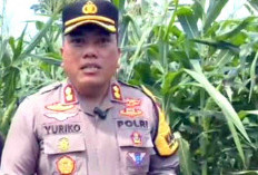 5 Hektar Jagung Program Ketahanan Pangan Polres Siap Dipanen