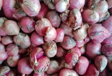  Bukan Cuma Rempah, Ini Manfaat Bawang Merah Untuk Kesehatan Manusia 