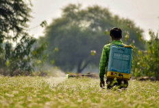 Pengendalian Hama Terpadu Penting Untuk Optimalisasi Hasil Bagi Petani